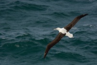 Albatros Sanforduv - Diomedea sanfordi - Northern Royal Albatros 7563